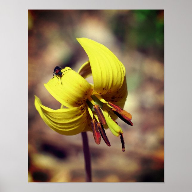 Poster Wild Trout Lily Flower E Insetar Amigo (Frente)