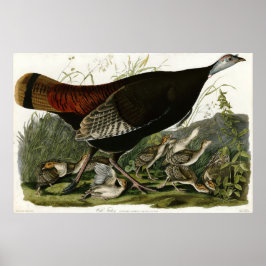 Poster Wild Turkey As Aves da América por James Audubon