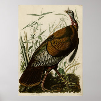 Póster Wild Turkey_Audubon_Poster