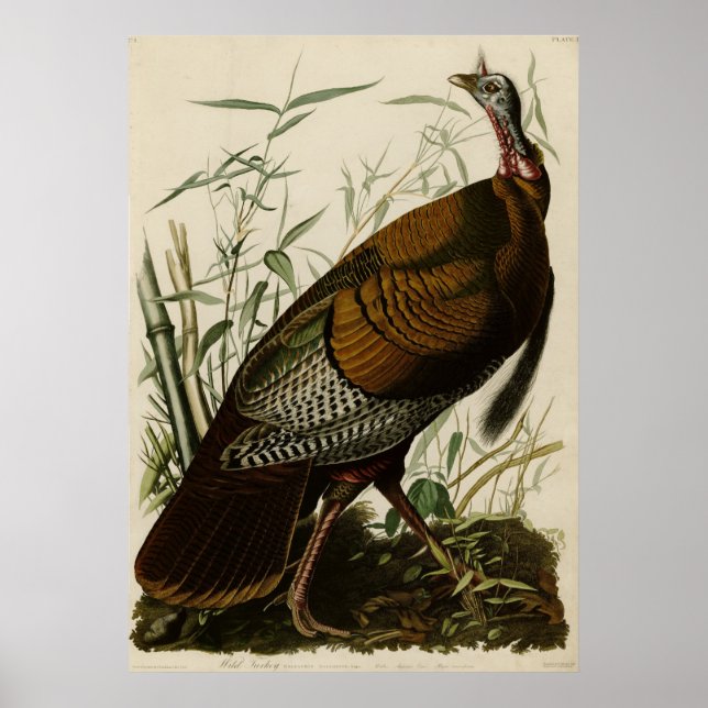 Póster Wild Turkey_Audubon_Poster (Frente)