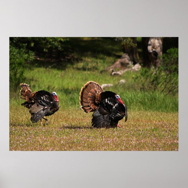 Póster Wild Turkey Gobblers (Frente)