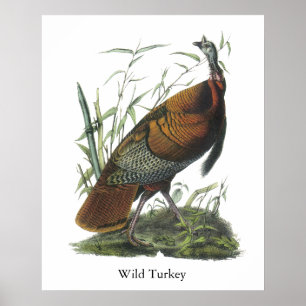 Póster Wild Turkey, John Audubon