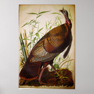 Póster Wild Turkey, John James Audubon