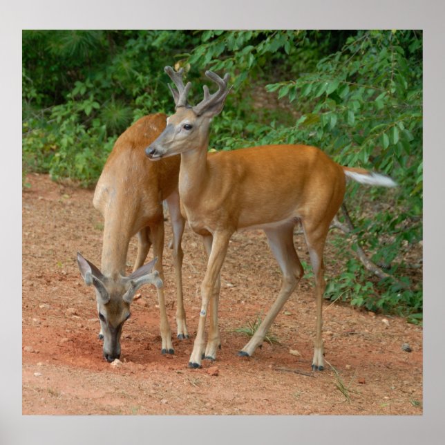 Poster Wild Young Bucks (Frente)