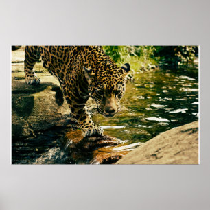Poster Wildcat Animal Leopardo Natureza