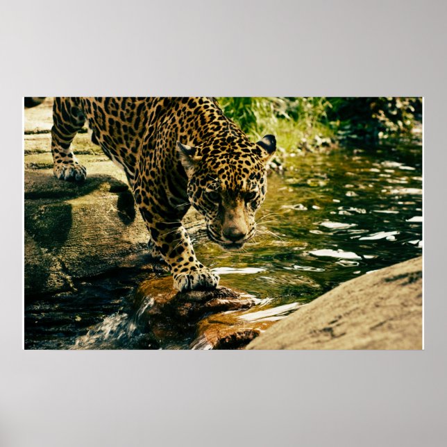 Poster Wildcat Animal Leopardo Natureza (Frente)