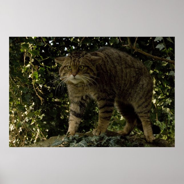 Poster - Wildcat escocês (Frente)