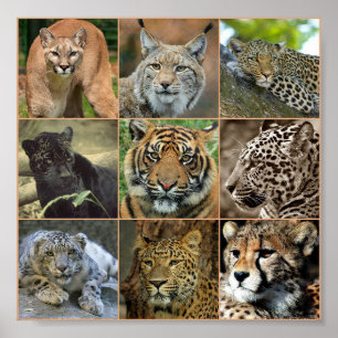Poster Wildcats
