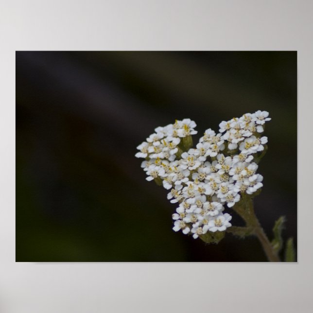 Poster WIldflower (Frente)