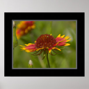 Póster Wildflower 16x20 geral indiano