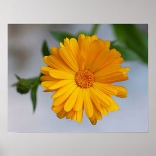 Poster Wildflower amarelo da margarida do Gerbera
