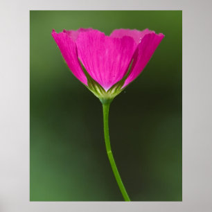 Póster Wildflower de Winecup