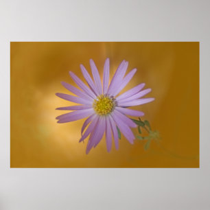 Poster Wildflower do áster de Mojave