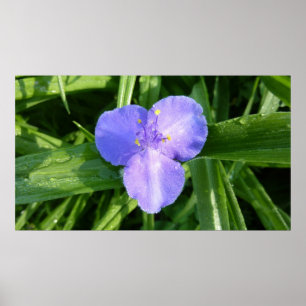 Póster Wildflower violeta do primavera do Trillium Dewy