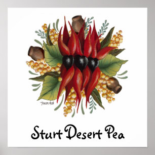 Poster Wildflowers australianos - ervilha de deserto de