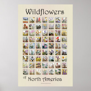 Poster Wildflowers de America do Norte