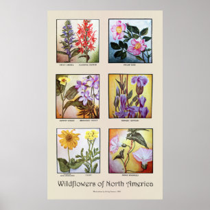 Poster Wildflowers de America do Norte [A]