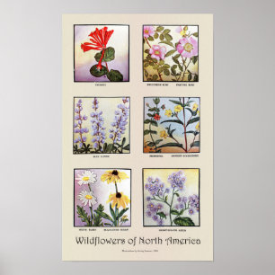 Póster Wildflowers de America do Norte [B]
