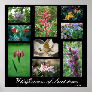 Póster Wildflowers de Louisiana