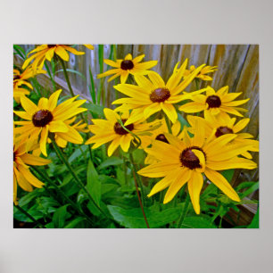 Poster Wildflowers de Susan de olhos pretos