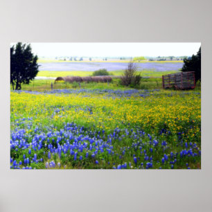 Póster Wildflowers de Texas