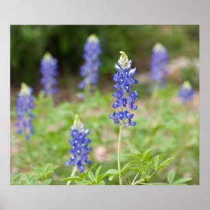 Póster Wildflowers do Bluebonnet