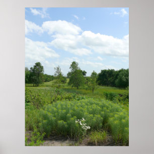 Póster Wildflowers e prados de Kansas