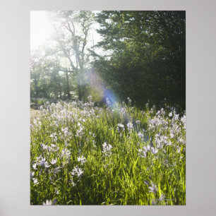 Póster Wildflowers no campo