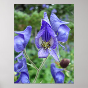 Poster Wildflowers roxos do Monkshood