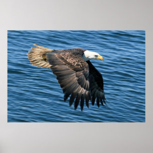 Poster Wildlife Bald Eagle Foto