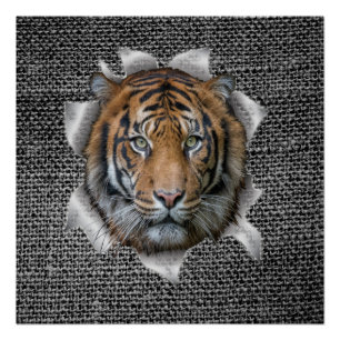 Póster Wildlife Bengal Tiger vestiu piada