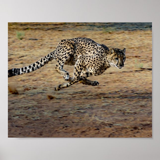 Poster Wildlife Cheetah Running Photo (Frente)