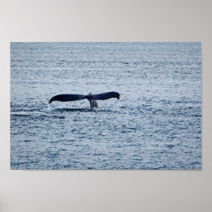 Poster Wildlife Humpback Whale Tail Foto
