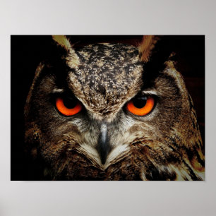 Poster Wildlife Owl