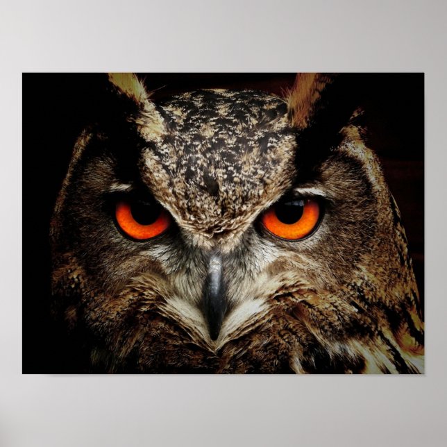 Poster Wildlife Owl (Frente)