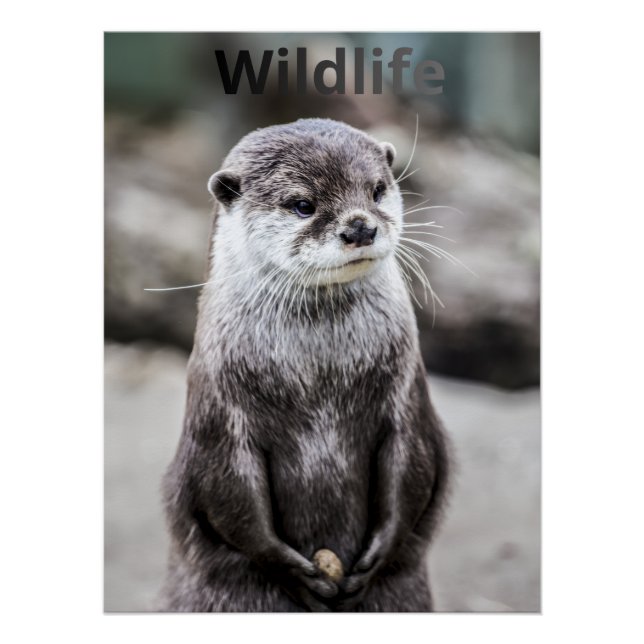 Póster Wildlife Poster (Frente)