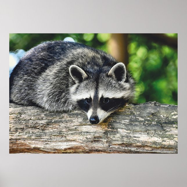 Poster Wildlife Raccoon Log Mammal Foto (Frente)