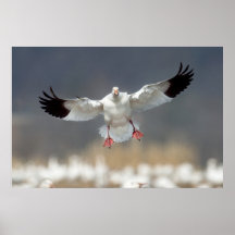 Wildlife Snow Goose Foto