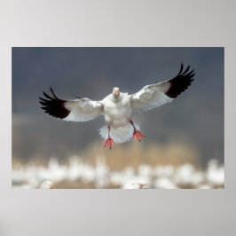 Poster Wildlife Snow Goose Foto
