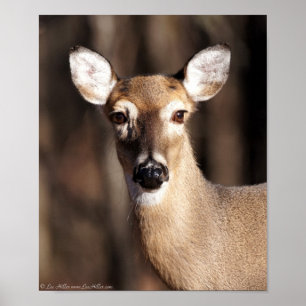 Póster Wildlife Whitetail Deer Doe Portrait