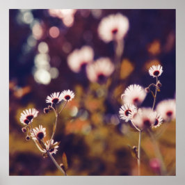 Poster Wildlowers Brancos no Livro Roxo à Luz do Sol