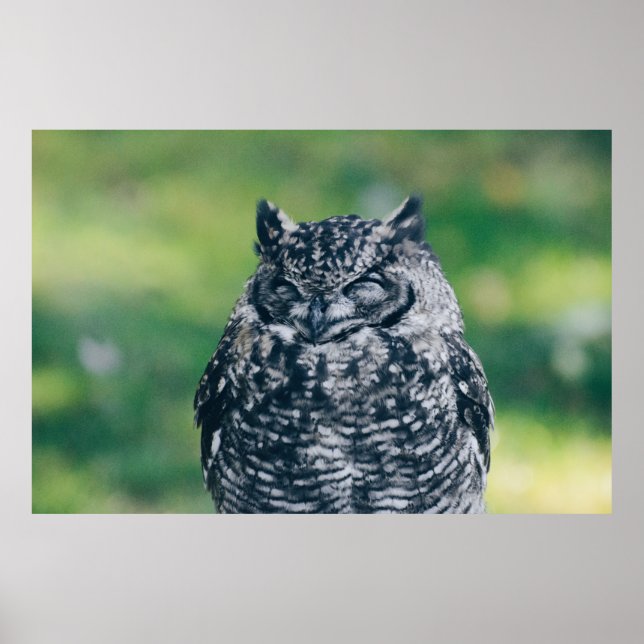 POSTER WILL OWL NA FLORESTA FRANCESA (Frente)
