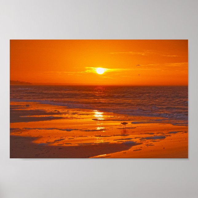 Poster Willet on the Beach no Dawn, Flórida (Frente)