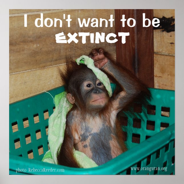 Poster Willife Conservation Pouty Baby (Frente)