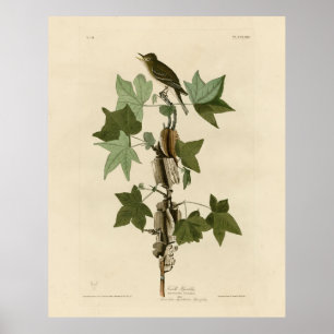 Poster Willow Flycatcher - Aves da América da Audubon