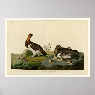 Poster Willow Grouse ou Large Ptarmigan