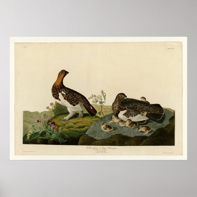 Poster Willow Grouse ou Large Ptarmigan (Frente)