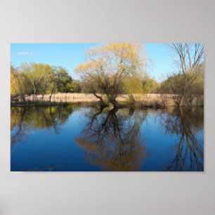 Poster Willows Reeds e Pond em Primavera