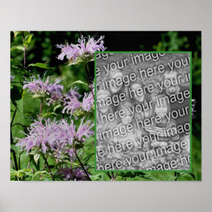 Poster Wilple Purple Bee Balm Frame Adicionar Sua Foto