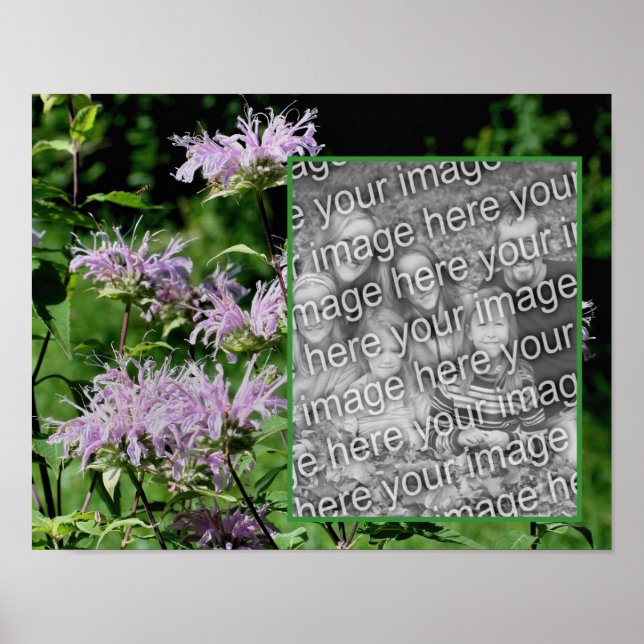 Poster Wilple Purple Bee Balm Frame Adicionar Sua Foto (Frente)